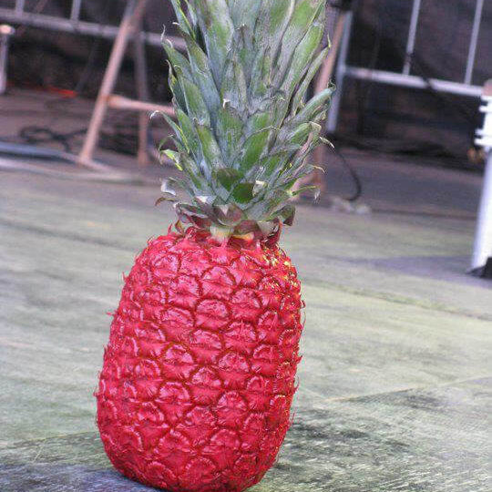 Red Pineapple Seeds 