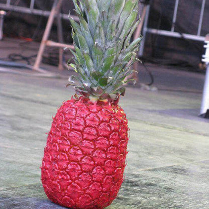 Red Pineapple Seeds 