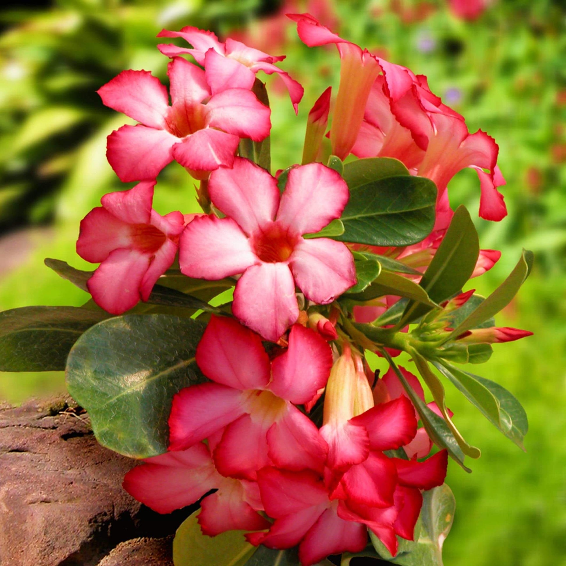 Red Pink Desert Rose Seeds - Flower Plant