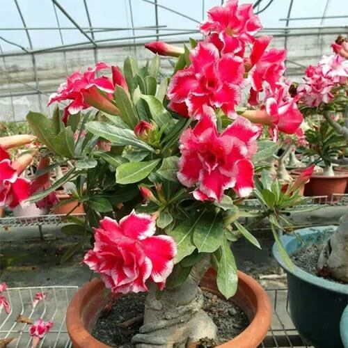 Red Pink Desert Rose Seeds - Flower Plant