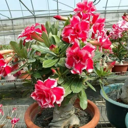 Red Pink Desert Rose Seeds - Flower Plant