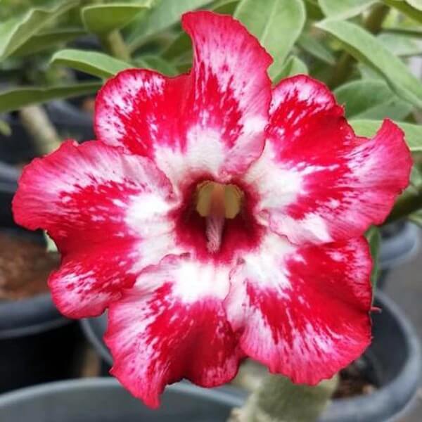 Red Pink Desert Rose Seeds - Flower Plant
