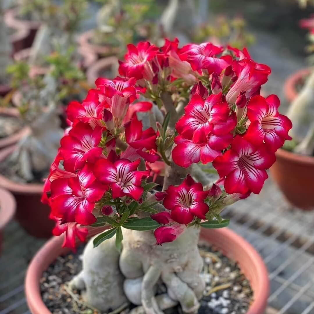 Red Pink Desert Rose Seeds - Flower Plant