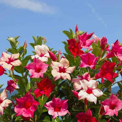 Red Pink Mandevilla Seeds 