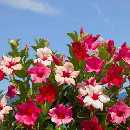 Red Pink Mandevilla Seeds 
