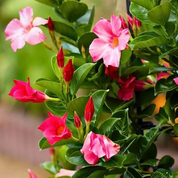 Red Pink Mandevilla Seeds 