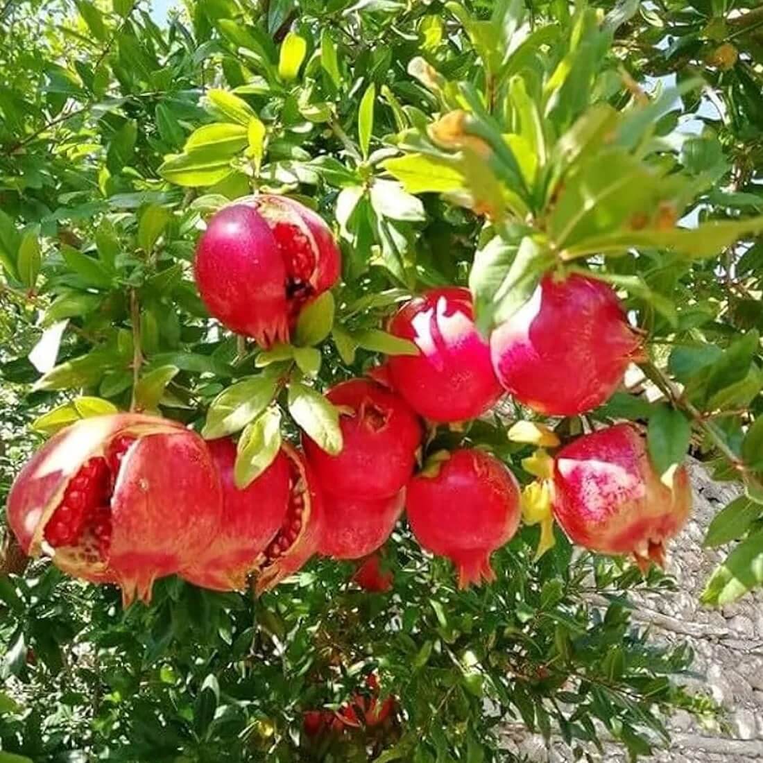 Red Pomegranate Seeds 