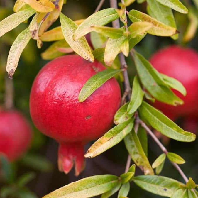 Red Pomegranate Seeds