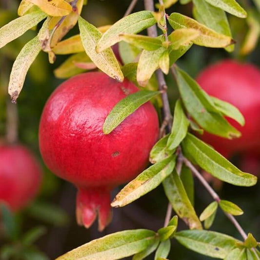 Red Pomegranate Seeds