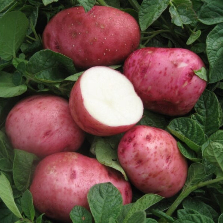 Red Pontiac Potato Seeds - Vegetable Plant