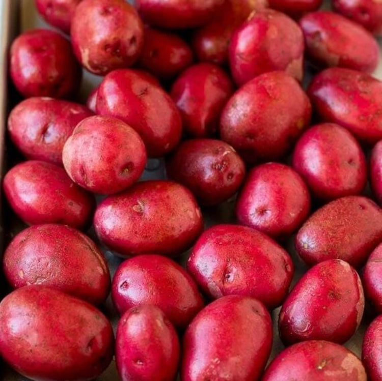 Red Pontiac Potato Seeds - Vegetable Plant