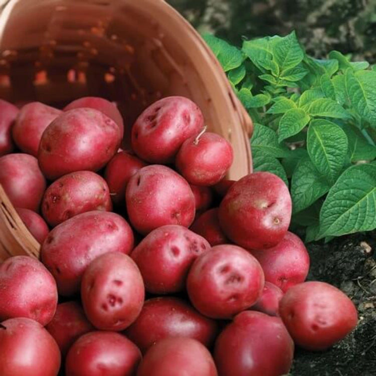 Red Pontiac Potato Seeds - Vegetable Plant