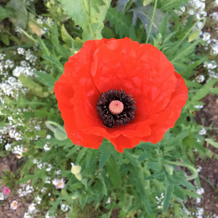 Red Poppy Seeds  - Flower Plant