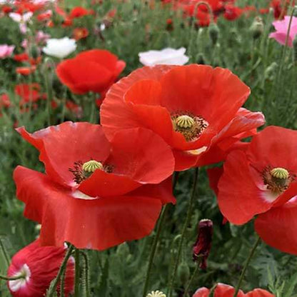 Red Poppy Seeds  - Flower Plant