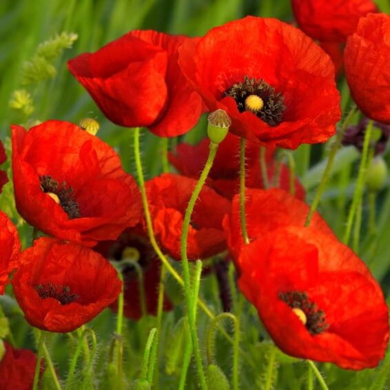 Red Poppy Seeds  - Flower Plant