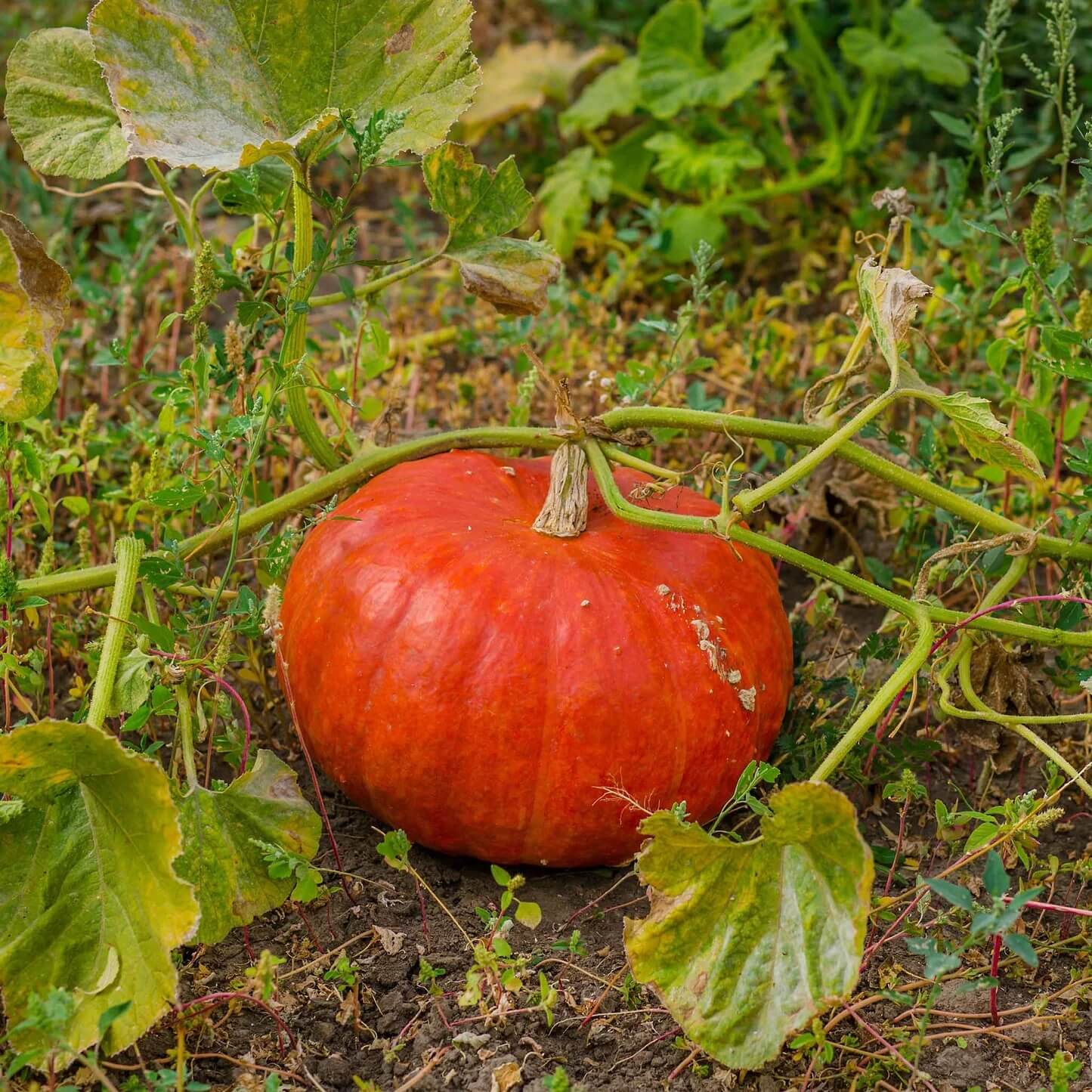 Red Pumpkin Seeds 