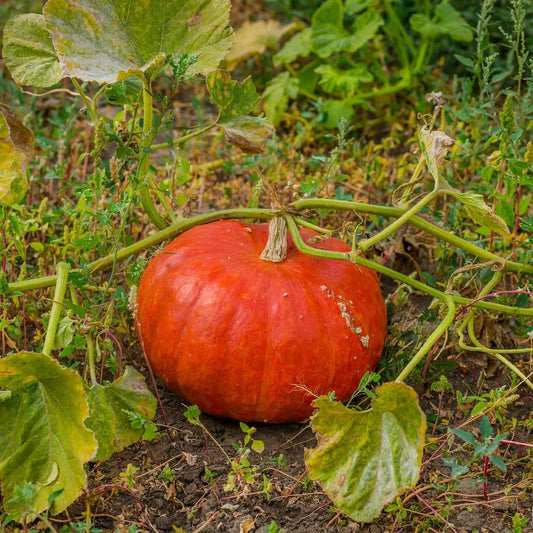 Red Pumpkin Seeds 