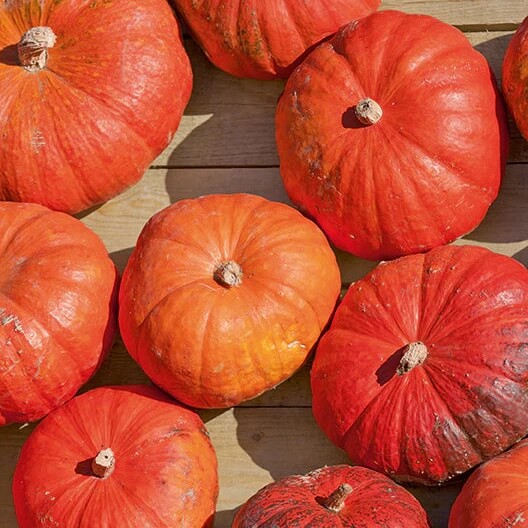 Red Pumpkin Seeds 