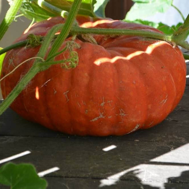 Red Pumpkin Seeds 