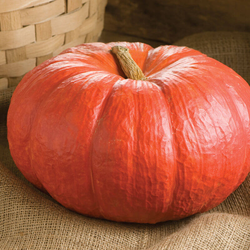 Red Pumpkin Seeds 