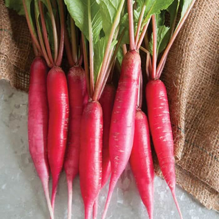 Red Radish Seeds 