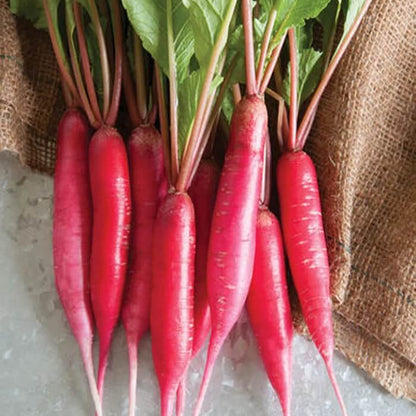 Red Radish Seeds 