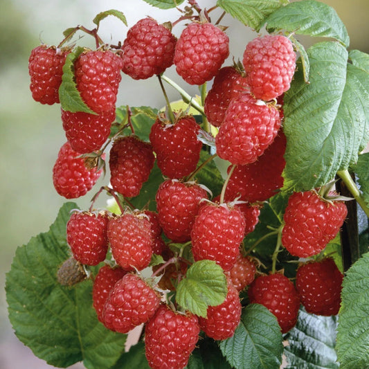 Red Raspberry seeds