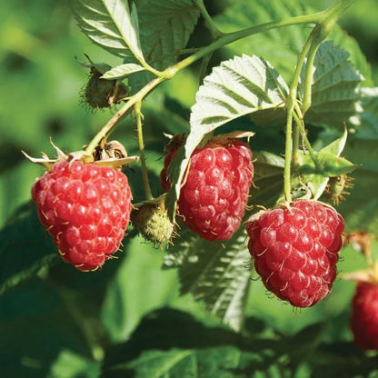 Red Raspberry seeds