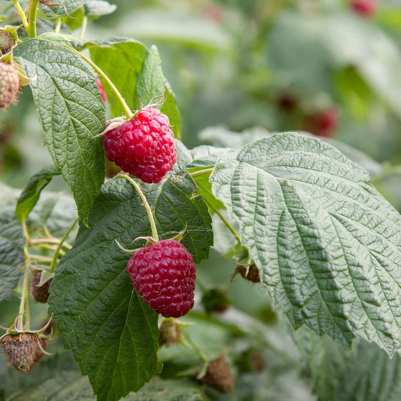 Red Raspberry seeds