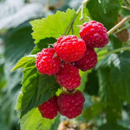 Red Raspberry seeds