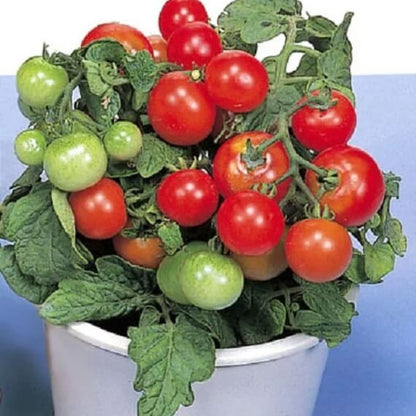 Red Robin Tomato Seeds - Vegetable Plant