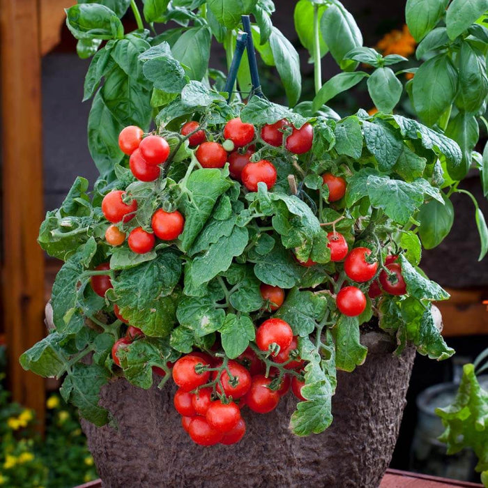 Red Robin Tomato Seeds - Vegetable Plant