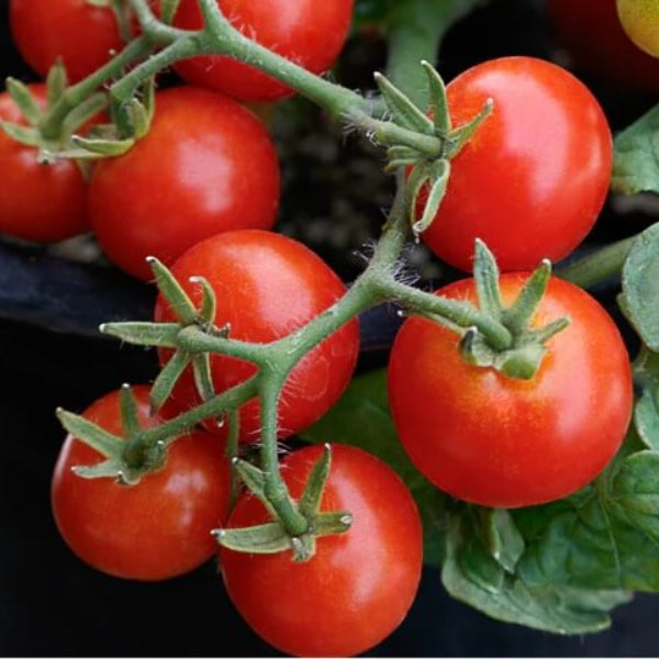 Red Robin Tomato Seeds - Vegetable Plant