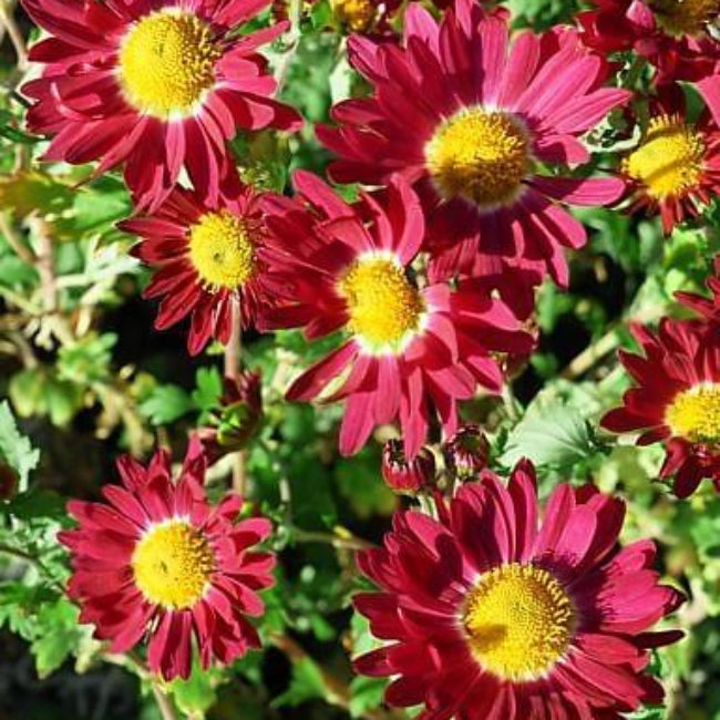 Red Robinsons Daisy Painted Chrysanthemum Seeds 