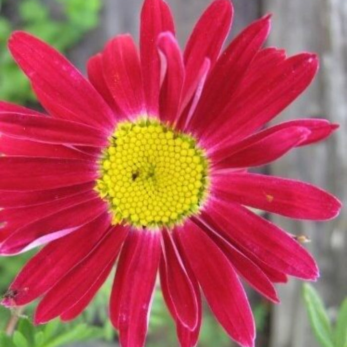 Red Robinsons Daisy Painted Chrysanthemum Seeds 