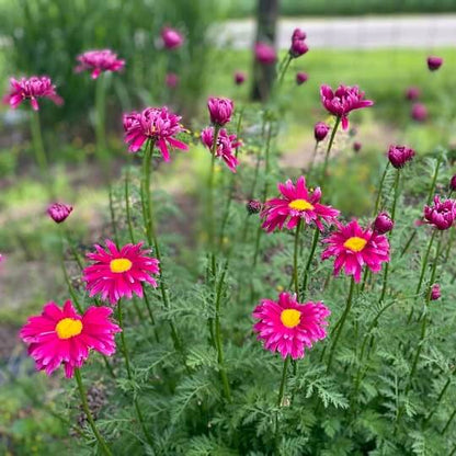 Red Robinsons Daisy Painted Chrysanthemum Seeds 