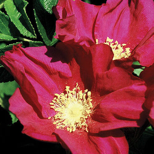 Red Rosa Rugosa Seeds