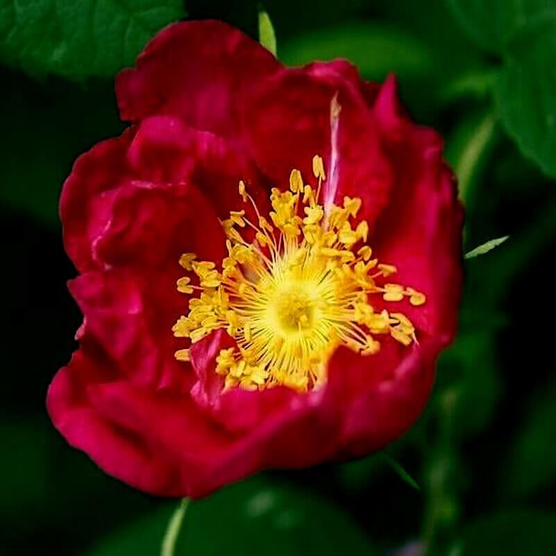Red Rosa Rugosa Seeds