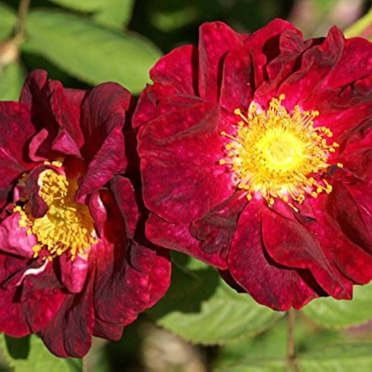 Red Rosa Rugosa Seeds