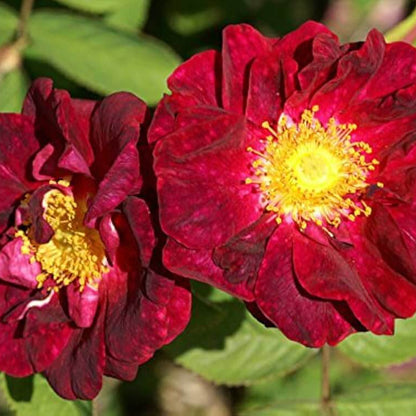 Red Rosa Rugosa Seeds