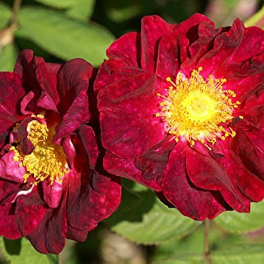 Red Rosa Rugosa Seeds