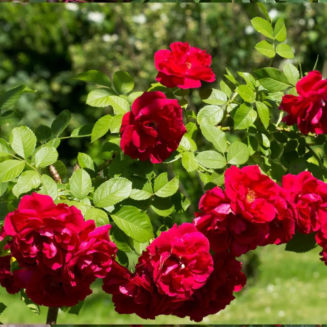 Red Rose Seeds - Flower Plant