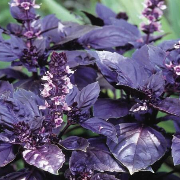 Red Rubin Basil Seeds - Herbal Plant