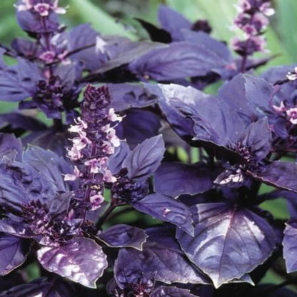 Red Rubin Basil Seeds - Herbal Plant