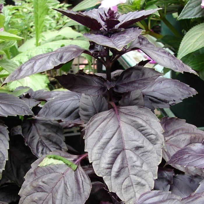 Red Rubin Basil Seeds - Herbal Plant
