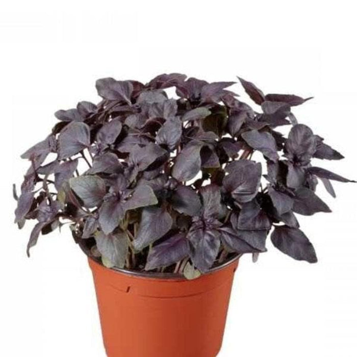 Red Rubin Basil Seeds - Herbal Plant