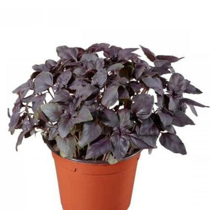 Red Rubin Basil Seeds - Herbal Plant
