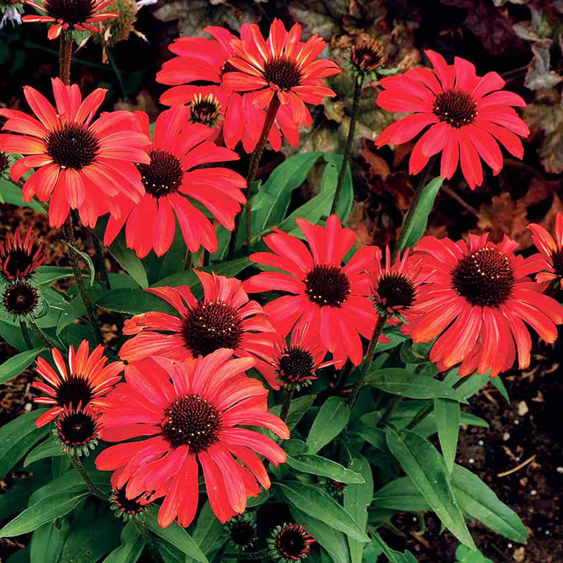 Red Ruby Echinacea Seeds