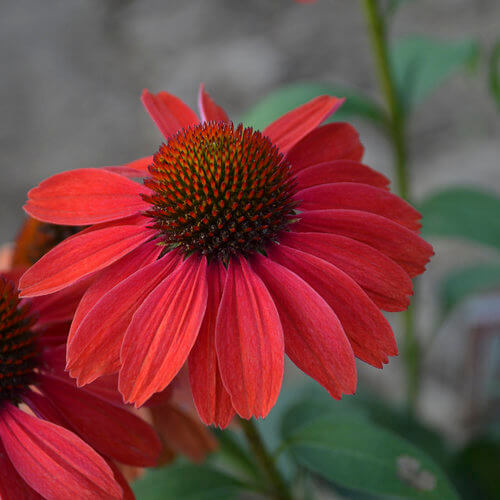 Red Ruby Echinacea Seeds
