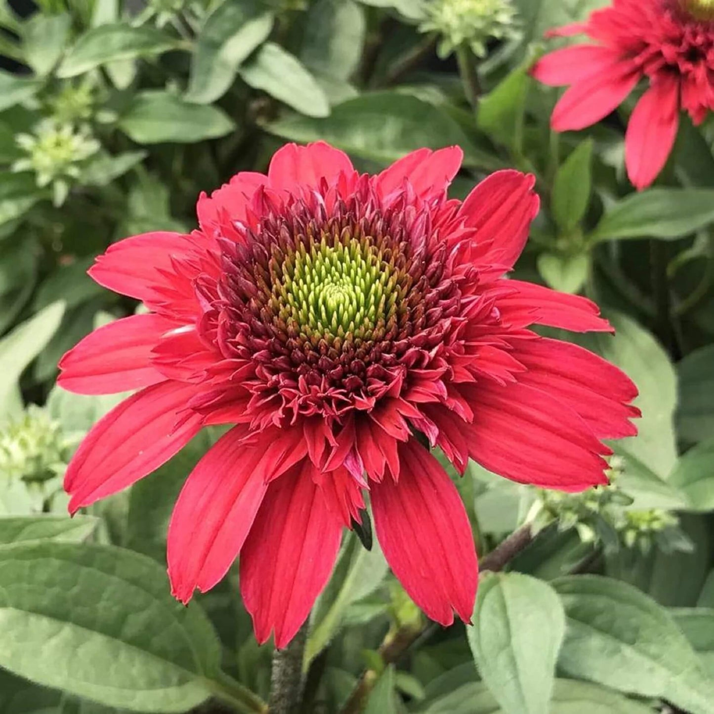 Red Ruby Echinacea Seeds
